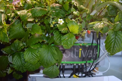 A Coltiva unit running inside a strawberry hydroponic system, with ripening fruit growing around it.